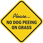 no dog